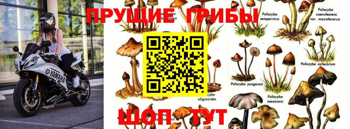 Псилоцибиновые грибы Psilocybe Волжск